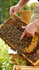 pollinator program