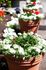 Community Flower Pots