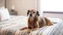 Pet-Friendly Apartments | West Towne | Ames, Iowa
