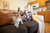 Pet Friendly Community | Westwood Village