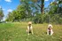 Two dogs inside a fenced pet park with plenty of open space, grass, and trees, providing a safe area for dogs to play and socialize at The Ave in Clintonville, Ohio.