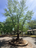 Charming residential area featuring a vibrant green tree in a sunny courtyard, surrounded by cozy single-story homes.