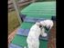 Dog Park Climbing