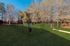 Dog Park