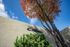 Charming facade of The Chateau apartments framed by a vivid autumn tree and clear blue sky.