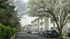Charming apartment buildings with blooming trees and parked cars on a peaceful street.