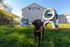 Charming student housing with pet-friendly outdoor space, featuring a playful puppy on a grassy field under a clear sky.