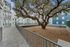 Charming apartment complex courtyard featuring a majestic oak tree, surrounded by modern white and blue buildings with balconies.