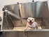 Onsite Dog Spa I Apartment in Prescott Valley, AZ I The Flats at Jasper