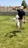 Onsite Dog Park I Prescott Valley, AZ Apartments I The Flats at Jasper