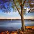 Potomac Shore with Tree