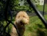 Long Pond Village Apartments, exterior, grassy fenced dog park, large trees and shade