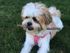 Long Pond Village Apartments, exterior, little brown and white dog with stick in mouth