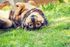 Pet-friendly paw wash and dog spa at RM West apartments in Kansas City MO