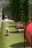 Small white dog running with a red ball in an enclosed dog park. There is a red play pen and trees in the park.