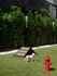 A small white dog with a ball on a grassy area, with a triangular dog house and a red pretend fire hydrant.