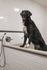 dog wash with wand sprayer attachment and black shaggy dog in the washing station