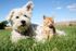 Westie & Orange Tabby Cat in the gradd