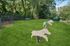 Arrive Alexandria Open Dog Park with Lush Landscaping