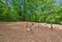 Inviting pet play area nestled in lush greenery, featuring agility obstacles and shaded woodchip ground.