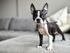 Pet Friendly with No Breed Restrictions
