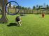 Lively dog park with green artificial grass, agility equipment, and a happy dog enjoying the open space on a sunny day.